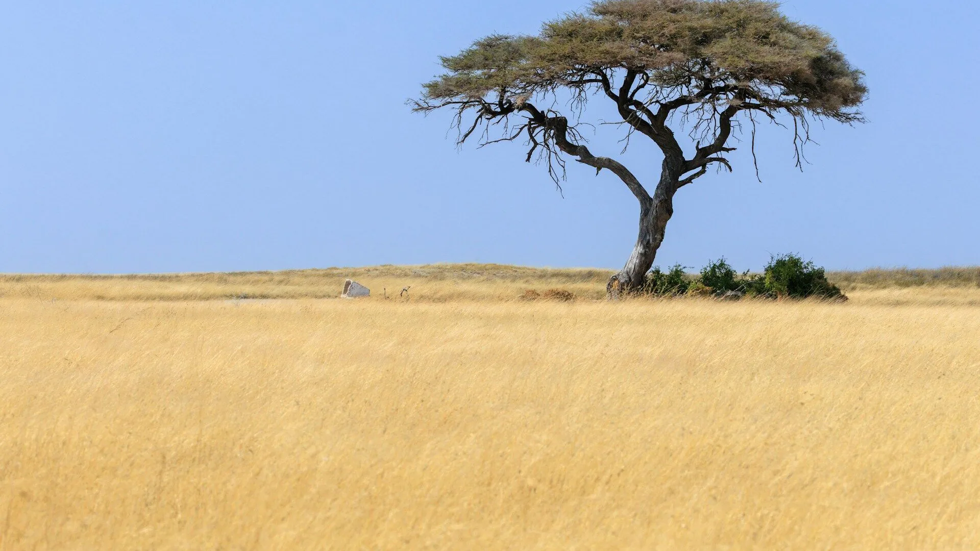 Kituba vertaler in België — beëdigde en zakelijke vertaling